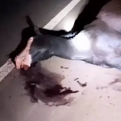 Ciclistas encontram motorista desacordado após colisão com cavalo na BR-060