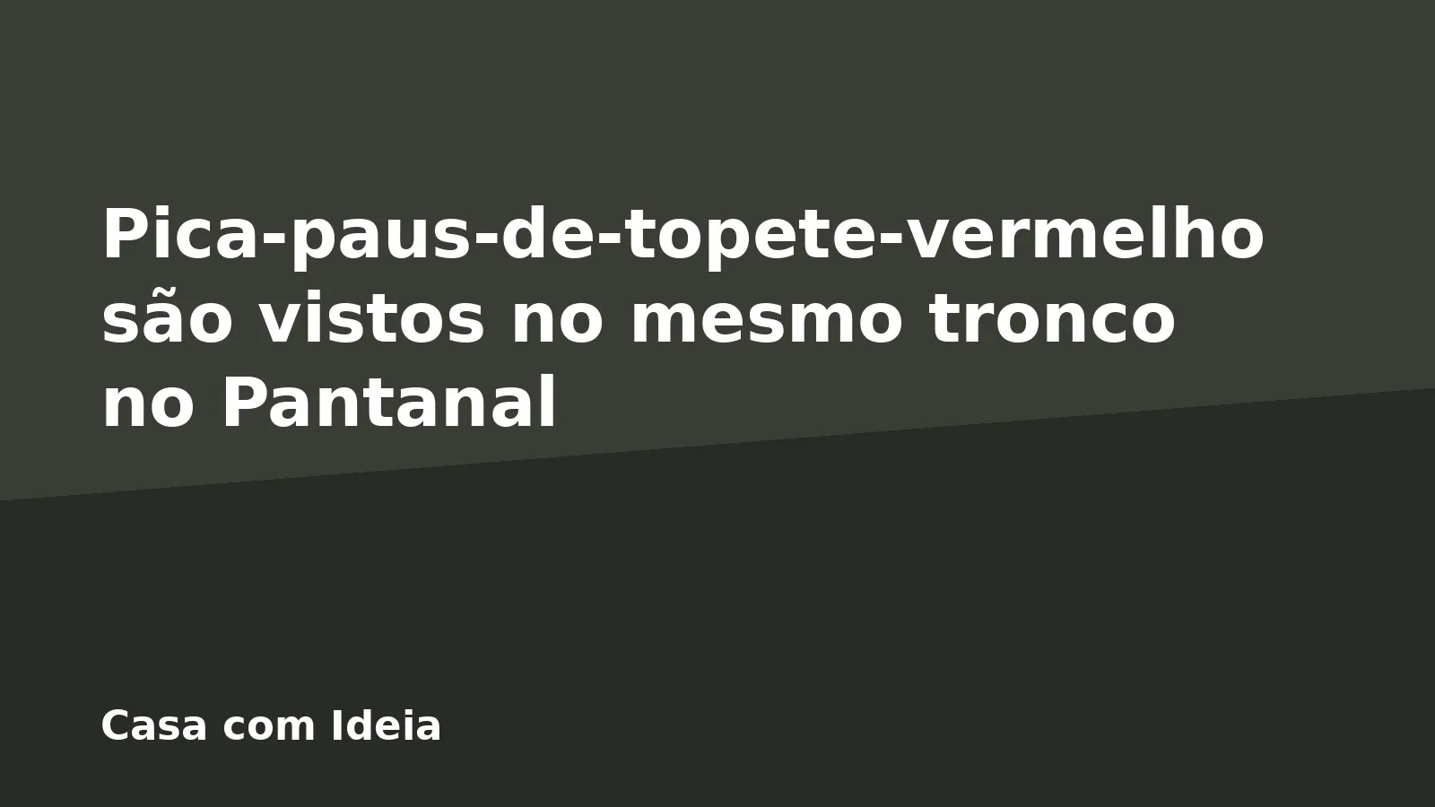 Pica-paus-de-topete-vermelho são vistos no mesmo tronco no Pantanal