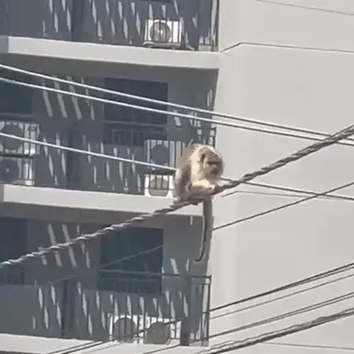 Bugio é resgatado após levar choque em fiação elétrica de Campo Grande