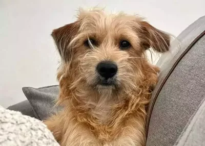 Queda de pelo em cães: como diferenciar a troca natural de um problema