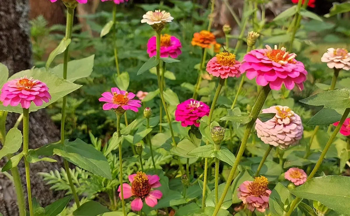 Oito flores para deixar o jardim mais colorido na primavera