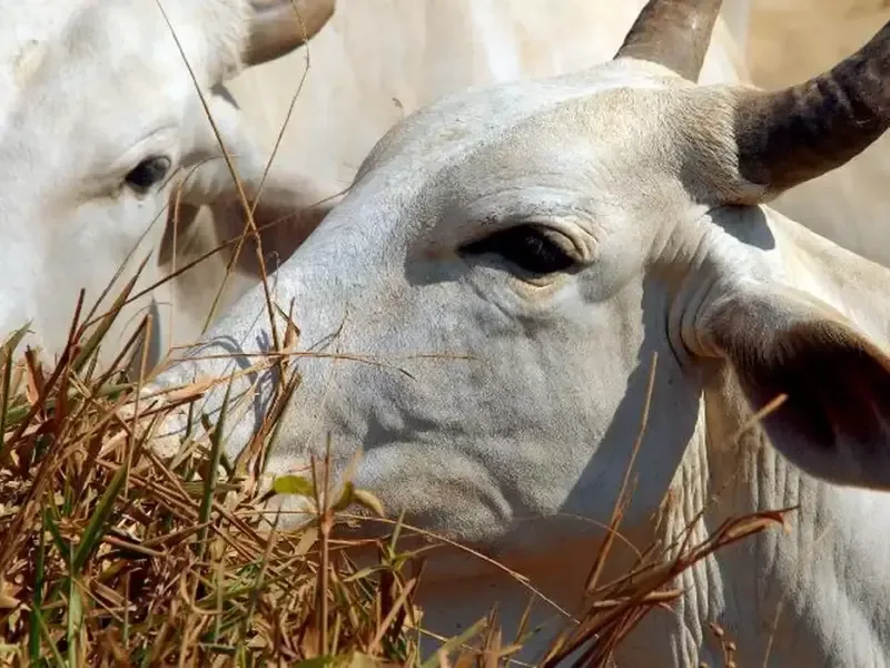China eleva custo da carne bovina brasileira após limite de importação