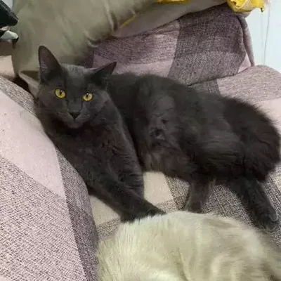 Família procura Bartho, gato desaparecido em Campo Grande, e oferece recompensa