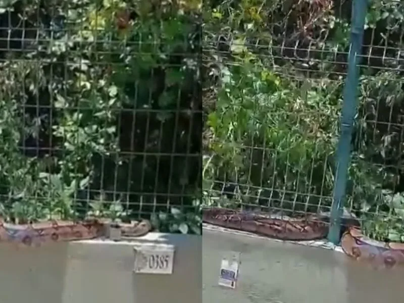 Jiboia é encontrada em gradil de condomínio na Zona Sul do Recife