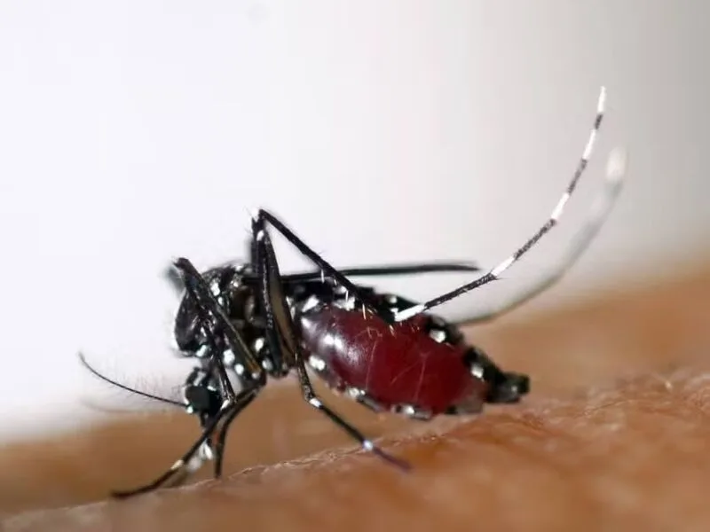 Boletim aponta cenário distinto entre dengue, chikungunya e Zika em Pernambuco
