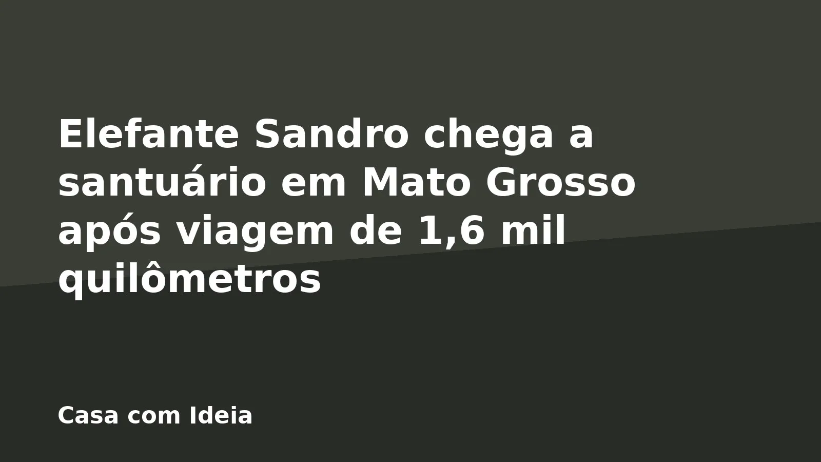 Elefante Sandro chega a santuário em Mato Grosso após viagem de 1,6 mil quilômetros