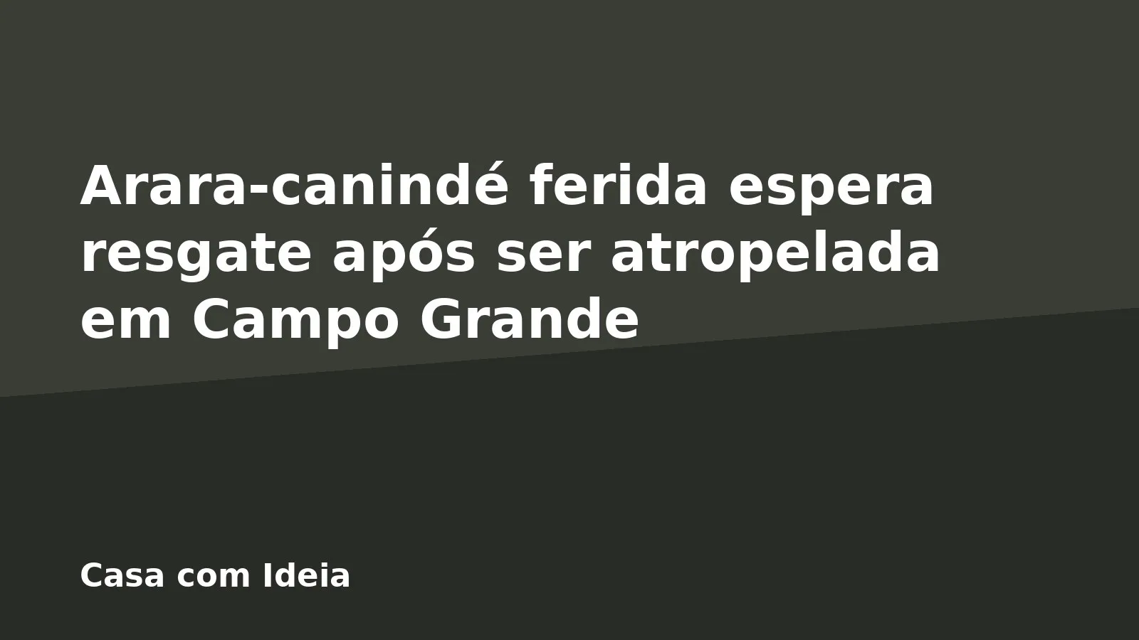 Arara-canindé ferida espera resgate após ser atropelada em Campo Grande