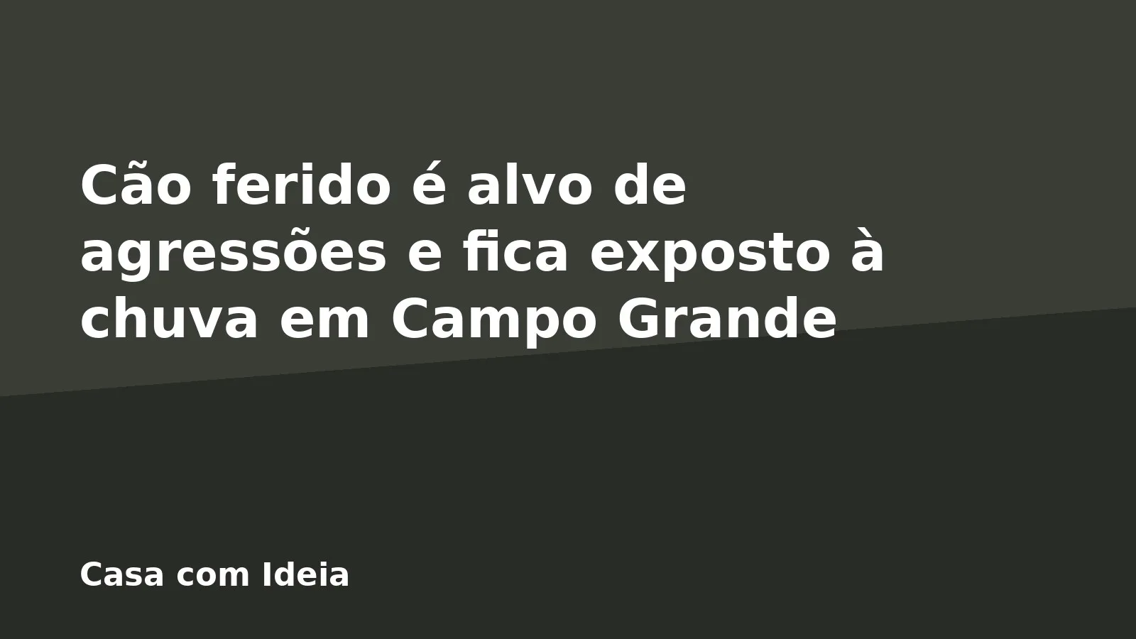 Cão ferido é alvo de agressões e fica exposto à chuva em Campo Grande