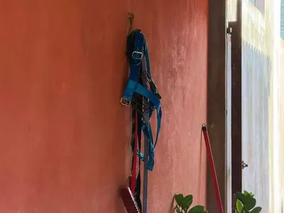 Morador fica ferido após ataque de pitbull em Campo Grande