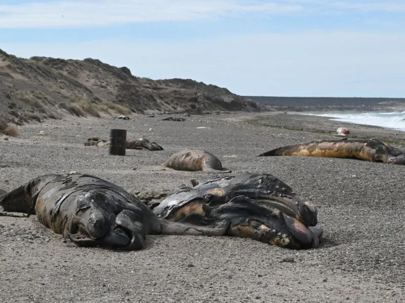 Bactéria é suspeita em mortes de filhotes de baleias na Argentina