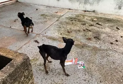 Vendedor é detido após dois cães serem encontrados em estado grave