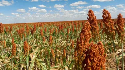 Produtor de Mato Grosso do Sul será indenizado após erro em cobrança de imposto