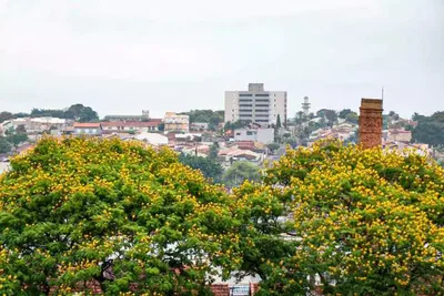 Pólen na primavera pode agravar alergias e problemas respiratórios