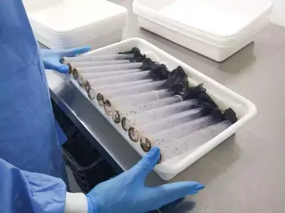 Corumbá prepara expansão do método Wolbachia contra dengue