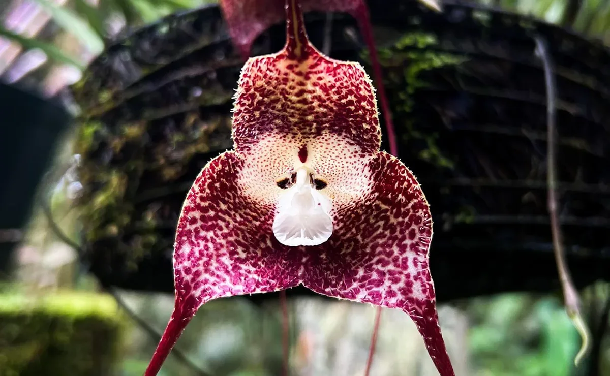 Orquídeas Dracula têm flores que lembram rostos e exigem cultivo úmido