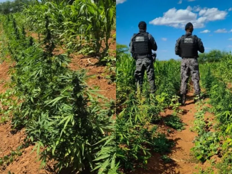 Suspeito é levado à PF após confronto em área com plantios de maconha em Floresta