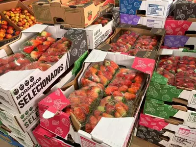 Chuvas reduzem oferta e elevam preço do morango em Campo Grande