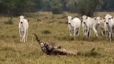 Onças-pintadas entram em confronto diante de rebanho no Pantanal