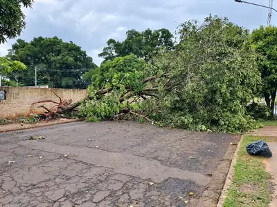 Árvore derrubada por temporal mantém rua bloqueada em Campo Grande