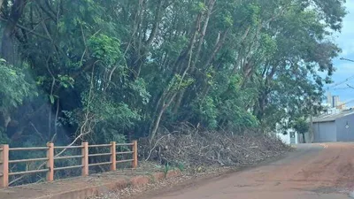 Campo Grande suspende licitação de R$ 20,3 milhões para manejo de árvores