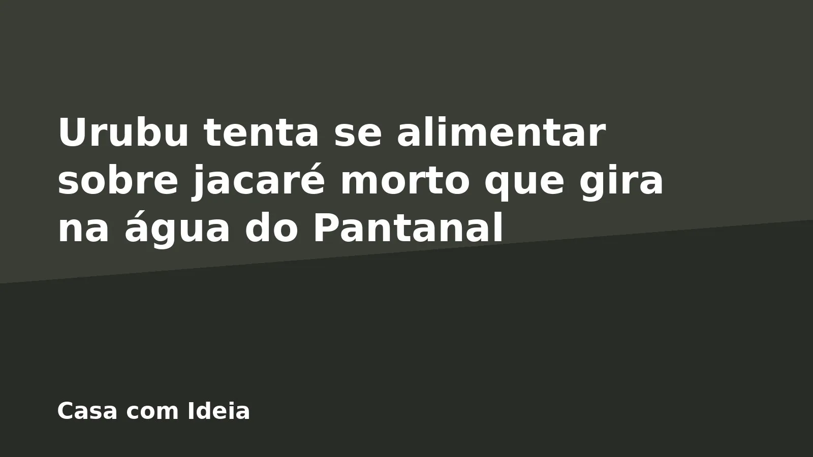 Urubu tenta se alimentar sobre jacaré morto que gira na água do Pantanal